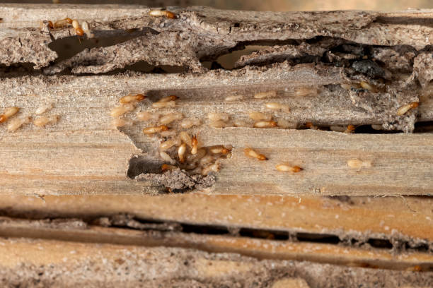 Best Best Pest Control Companies  in Manchester, MI