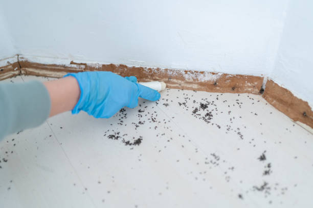 Best Local Pest Control Services  in Manchester, MI